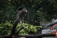 Pohon Tumbang di Tol Jagorawi Picu Kemacetan Lalu Lintas