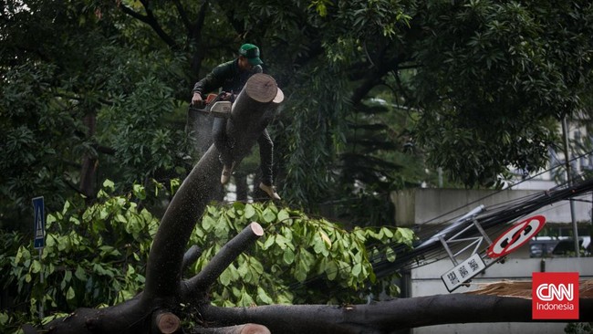 Pohon Tumbang di Tol Jagorawi Picu Kemacetan Lalu Lintas